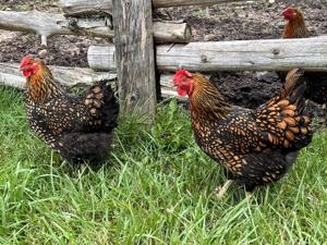 chickens.jpg