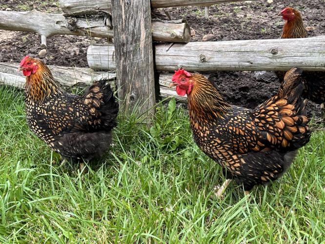 Chickens