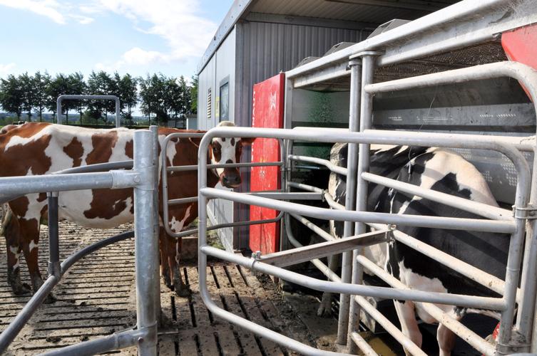 Robotic milkers at work