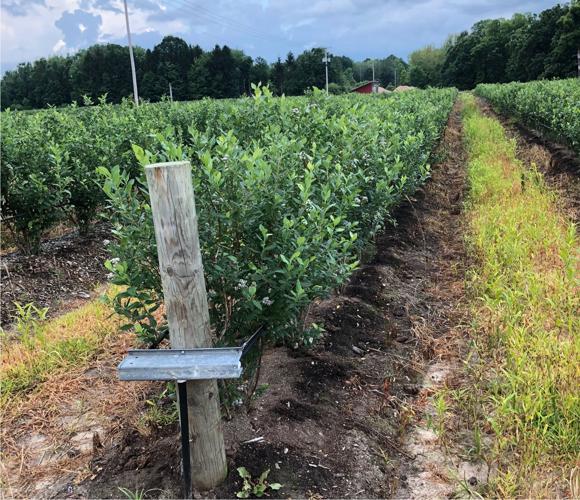 Blueberry field