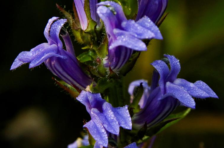 Great blue lobelia plant flowers