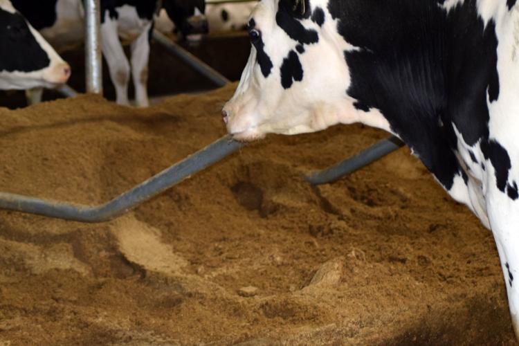 Manure-solids bedding