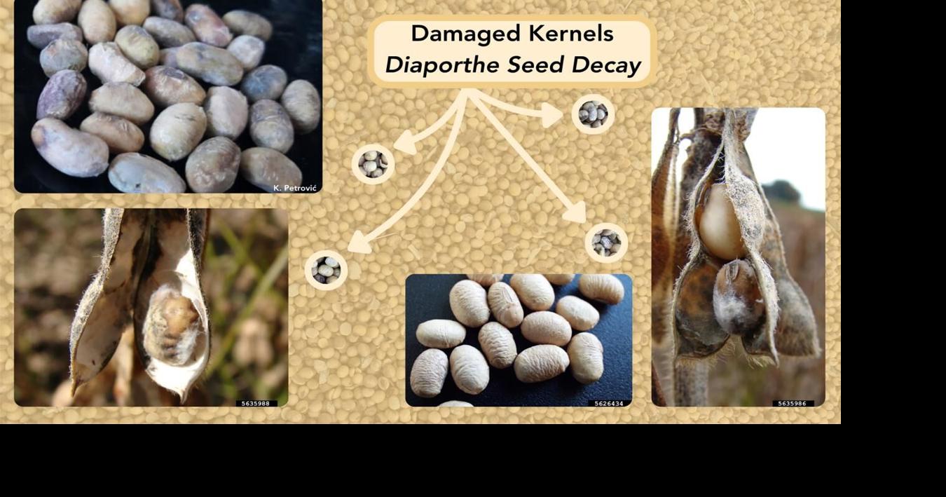 Damaged soybean seeds