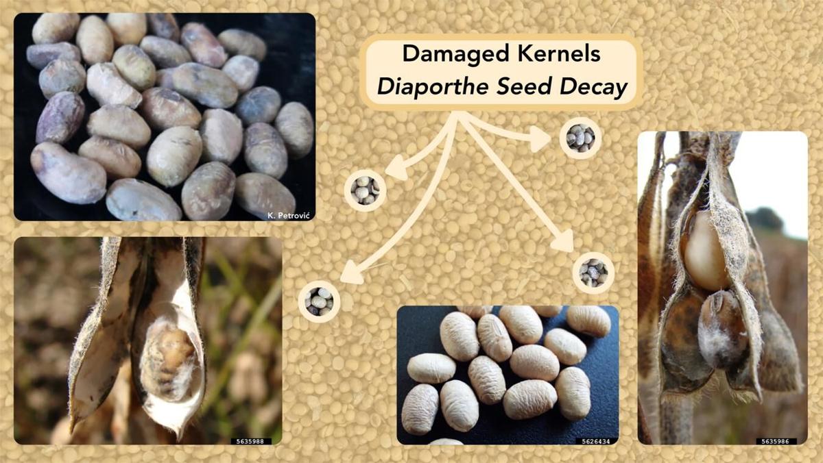 Damaged soybean seeds