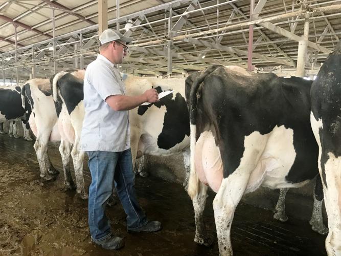 Andy Fisher preparing for pregnancy checks