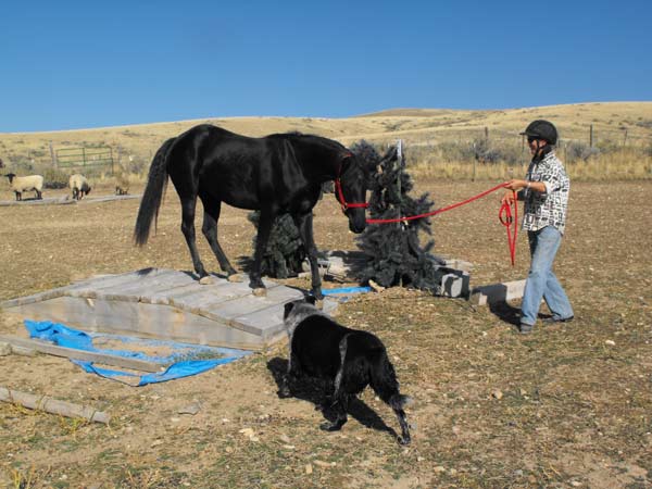 Training with dogs