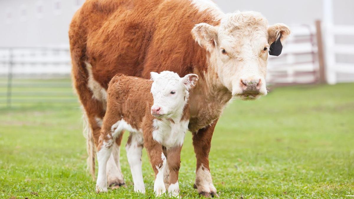 University expert highlights calving preparation tips