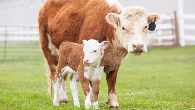 University expert highlights calving preparation tips