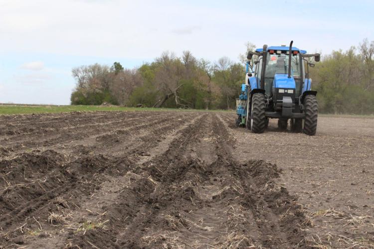 Crop variety trials (80) - Copy.JPG