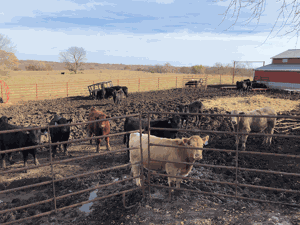 Cattle on feed inventory lower than expected