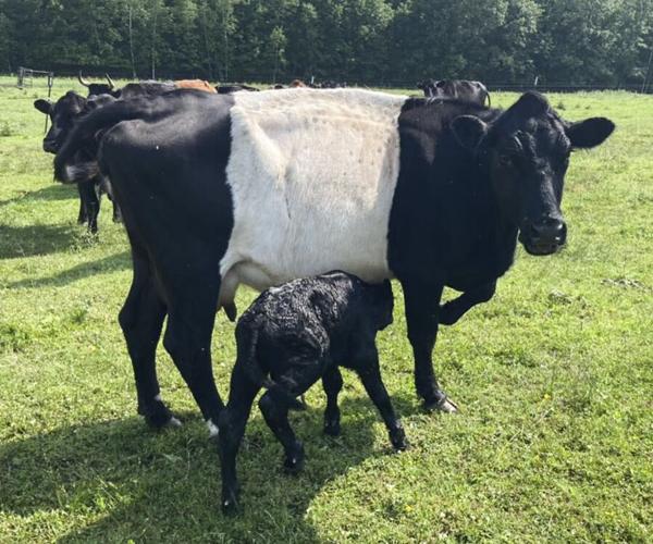 BueLingo cow and calf