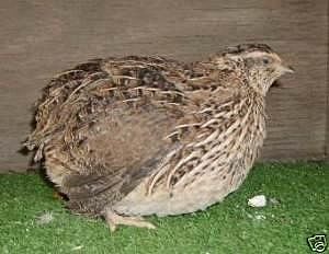 Expand Your Backyard Farm With Coturnix Quail Livestock Agupdate Com