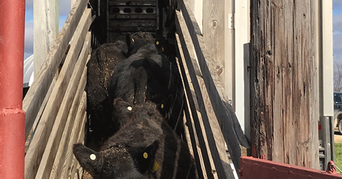 Safe transportation helps cattle stay healthy