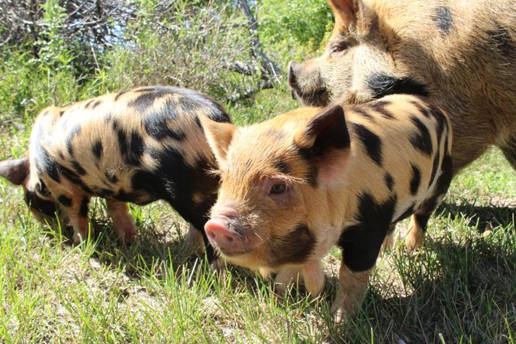 Blue Dasher field day (30).JPG