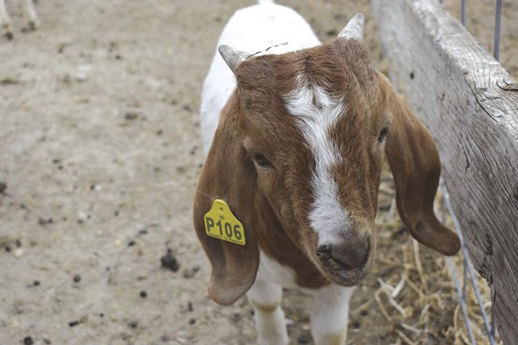 McGraw Goats (19) worked.jpg