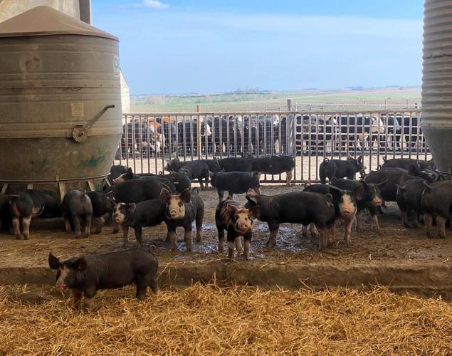 Wondercheck Farms 3.jpg