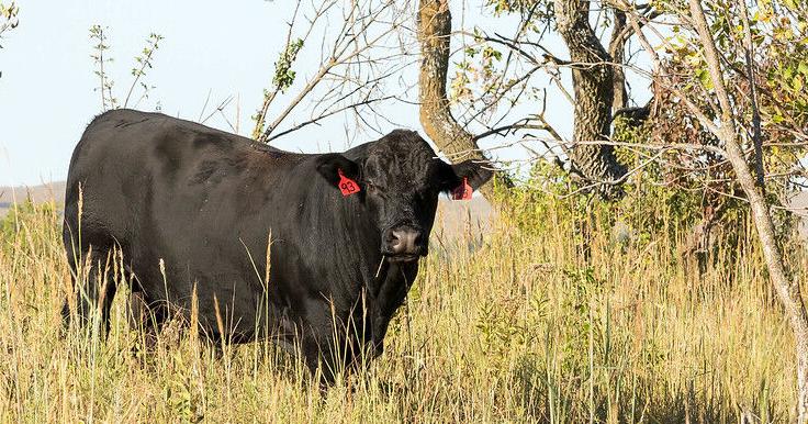 Diagnose cattle death