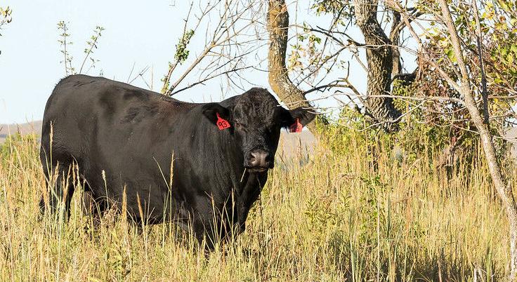 Angus bull