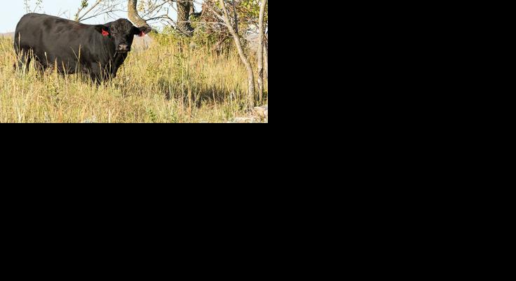 Angus bull