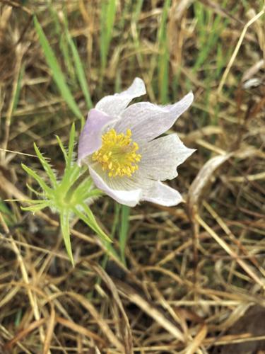Pasque flower