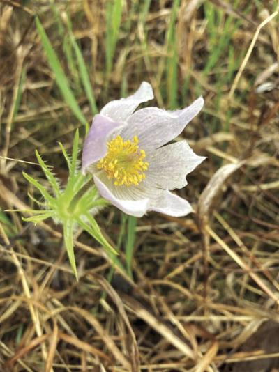 Pasque flower