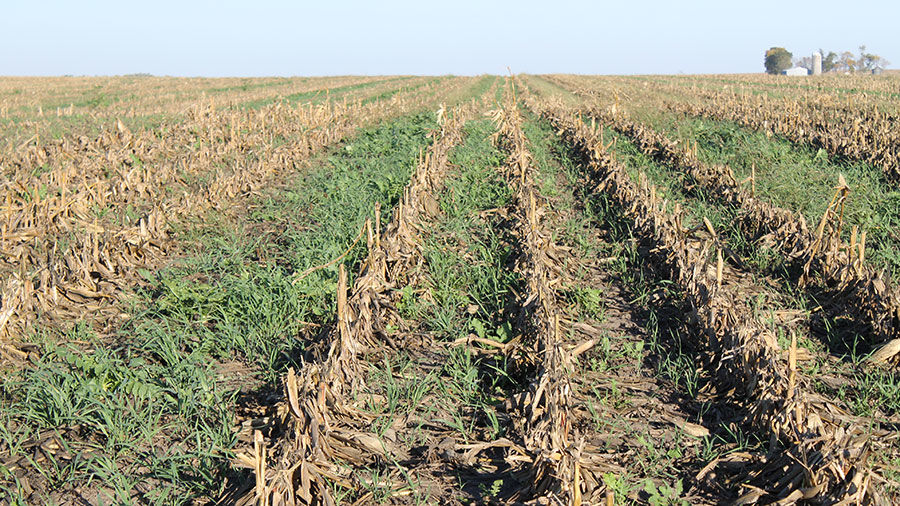 Cover Crops Key In Climate Change Fight