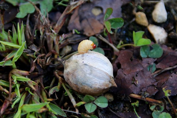 Nut