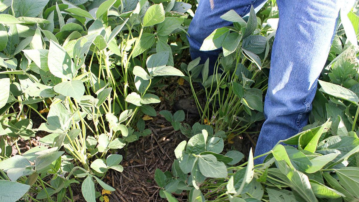 Walking in soybeans
