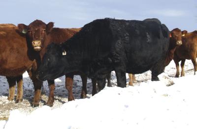 Cattle Futures Beef Prices Soar After Blizzard Clobbers Midwest