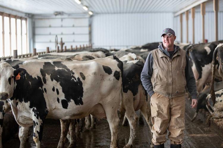 safely handling livestock