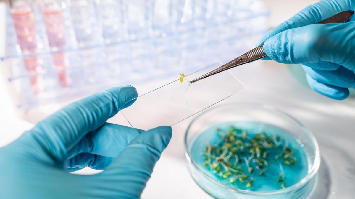 Dealers ready to share seed tech, farmers hesitant