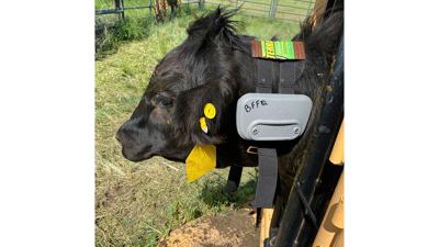steer outfitted with a virtual fence collar.