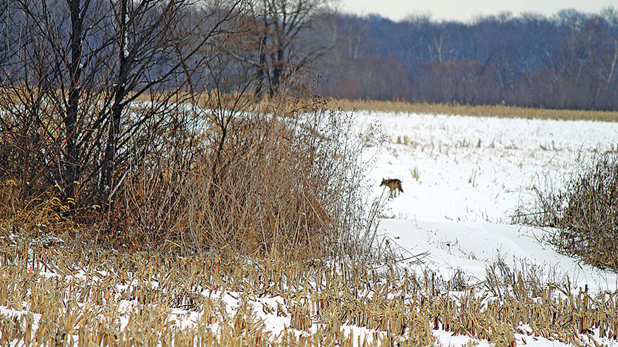 coyote snow-covered cornfield