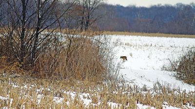 coyote snow-covered cornfield