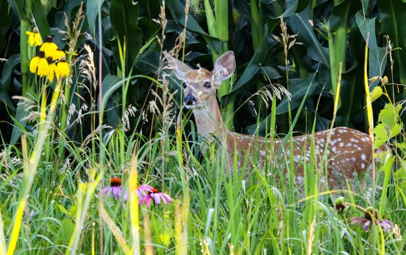 Deer baby