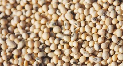 soybeans