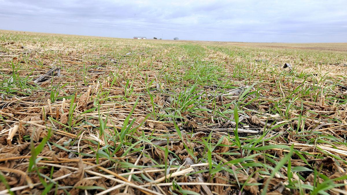 Cover crop