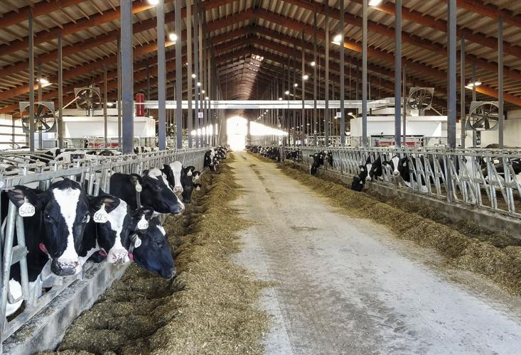 Freestall barn at Wepner Farms