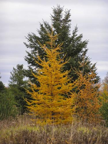 Fall color