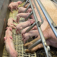 Big Beautiful Bill includes animal health funding