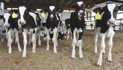 Monitor Calf Auto Feeders Agupdate Com