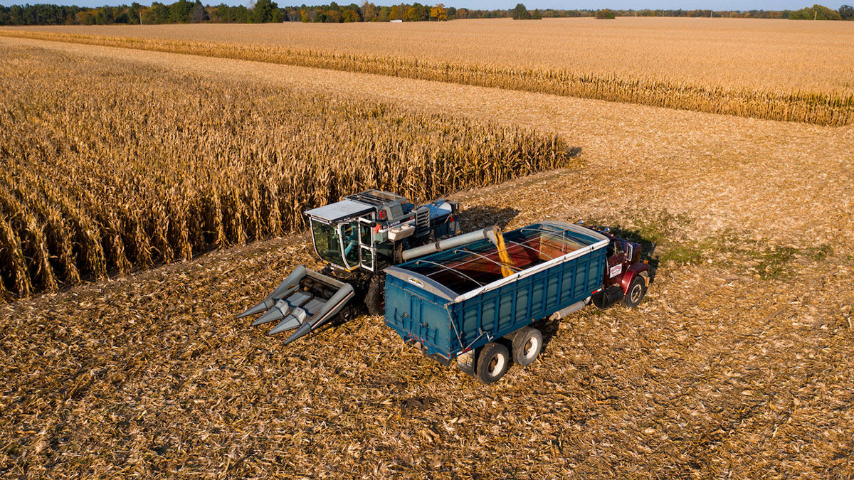 FIRST corn harvest