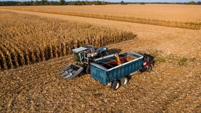 FIRST corn harvest