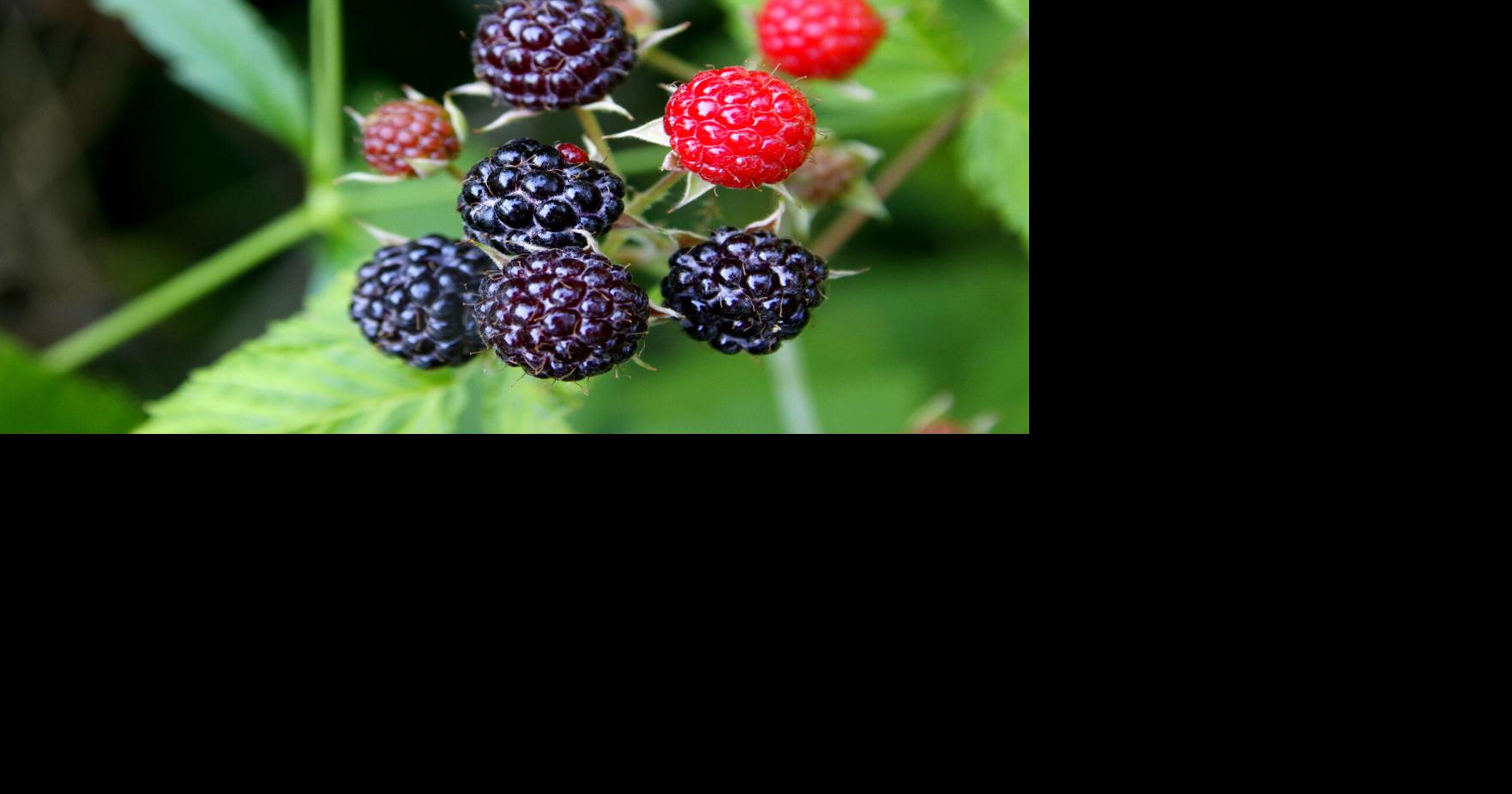 Black raspberries