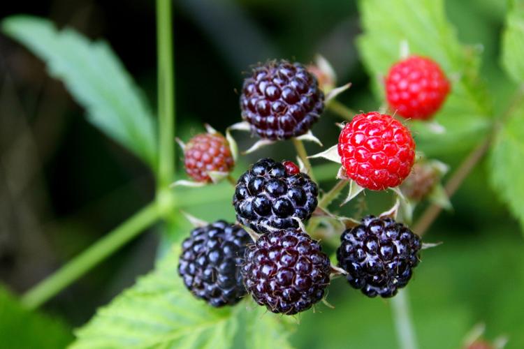 Black raspberries