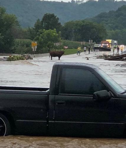 Cow stands in intersection of flooded street in Coon Valley