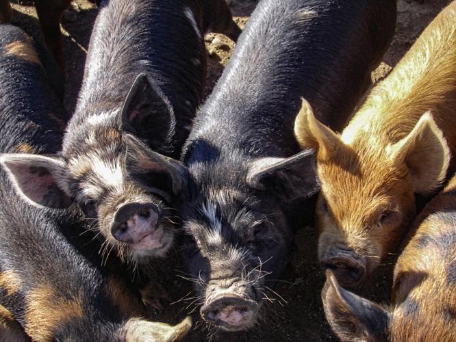Pigs