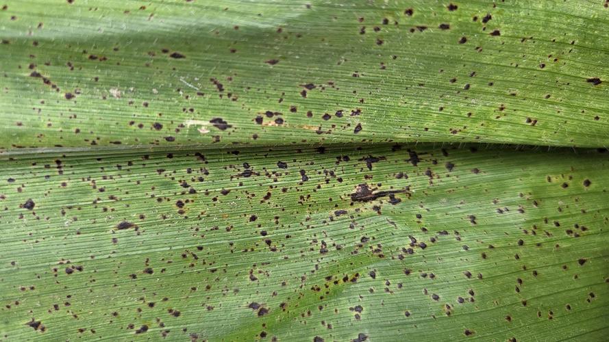 Tar spot