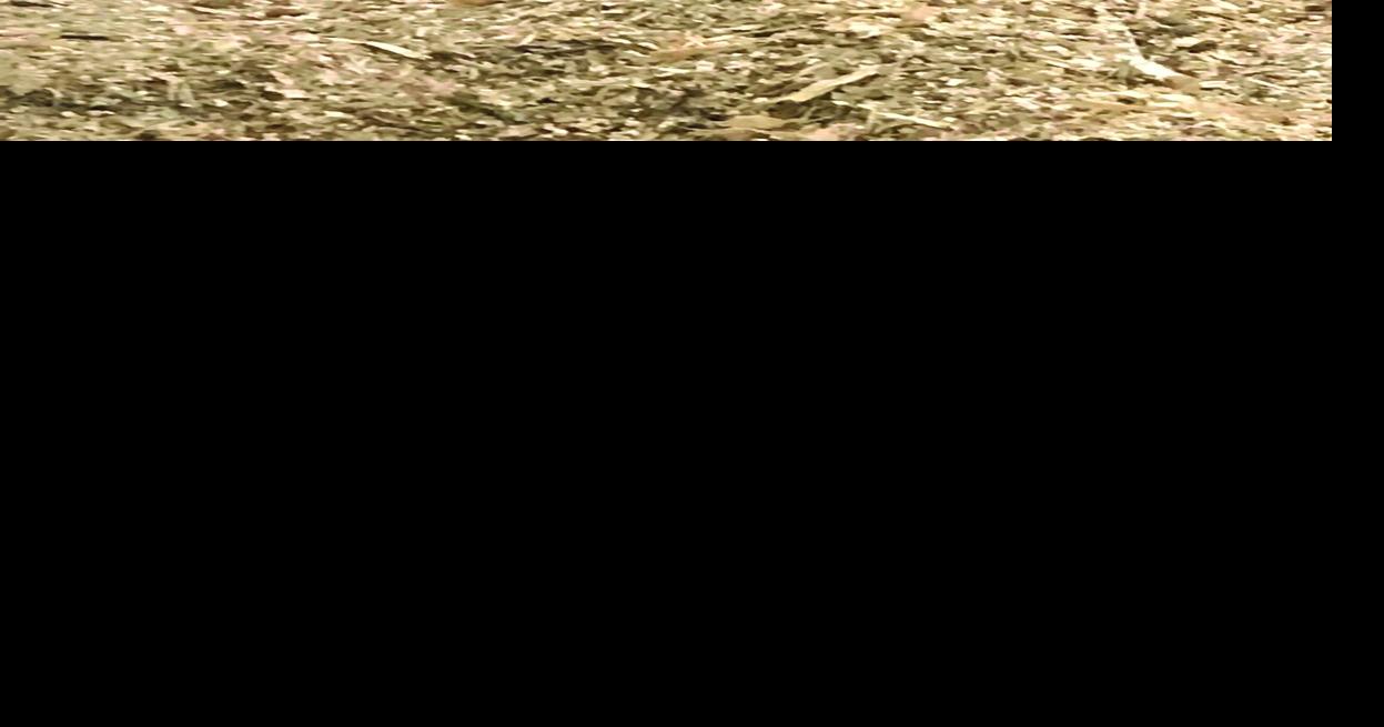 Silage harvest - worked.jpg