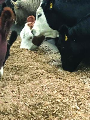 Corn silage considerations